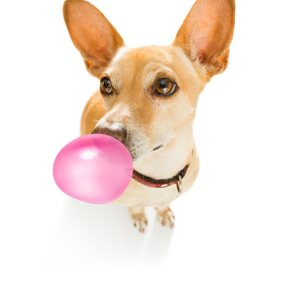 Funny Picture of a dog chewing gum