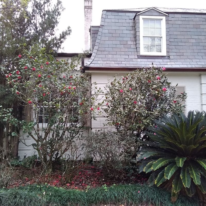 Home Roof Soft Washing in Louisiana